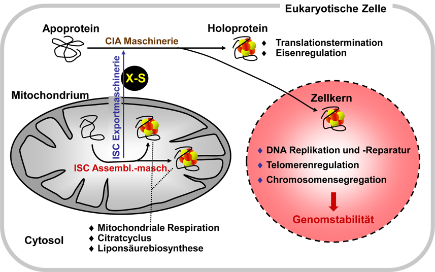 Abb. 1: Die Funktionen und die Biogenese von eukaryotischen Fe/S Proteinen im Überblick. An der Bildung der Fe/S Proteine sind die ISC Assemblierungs- und Exportmaschinerien der Mitochondrien und die CIA Maschinerie im Cytosol beteiligt. Einige wichtige zelluläre Funktionen von Fe/S Proteinen sind gekennzeichnet. Weitere Einzelheiten siehe Text. Rote Kugeln: Eisenionen; gelbe Kugeln: Sulfid; X-S: eine unbekannte schwefelhaltige Verbindung, die aus Mitochondrien exportiert wird und die die Fe/S-Proteinbiogenese im Cytosol unterstützt.
