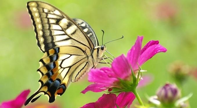 Theo quan niệm người xưa, linh hồn khi qua đời sẽ hóa thành con bướm xinh đẹp
