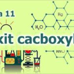Tính chất của axit cacboxylic – Môn Hóa lớp 11