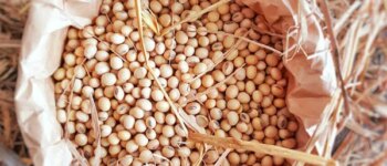 Canh đậu nành – món ăn tăng sản xuất nội tiết tố nữ