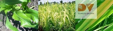 Triệu chứng thiếu Mangan trên cây ngô, mía và lúa