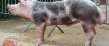 Nguồn gốc, đặc điểm và khả năng sinh sản giống Lợn Ba Xuyên