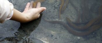 Khỏi mụn nhọt lâu năm ở chân nhờ phóng sinh một con lươn